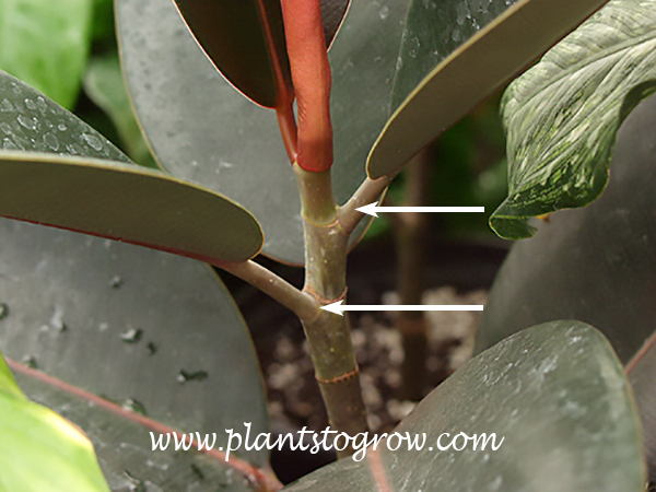 The leaf arrangement of this Rubber Tree (Ficus elastica) are alternate on the stem.